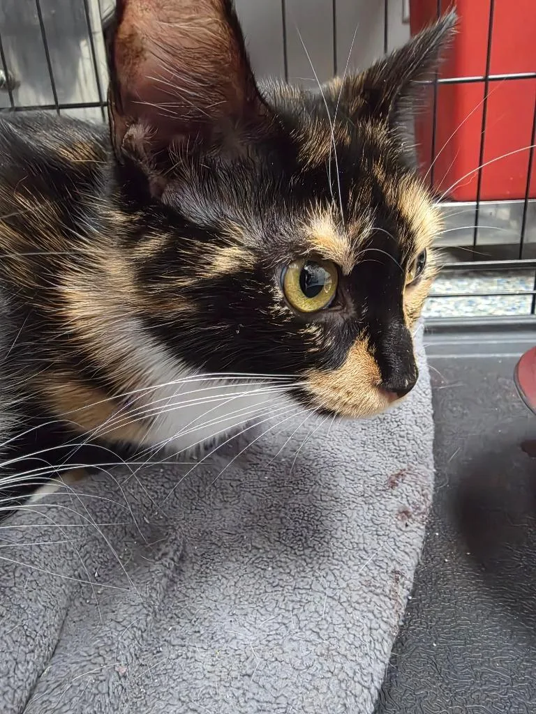 A young small-sized female Domestic Short Hair cat named Temperance for adoption in Angola, IN