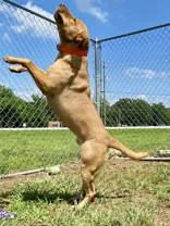 An adult medium-sized male Labrador Retriever dog named Ryder for adoption in Yellville, AR