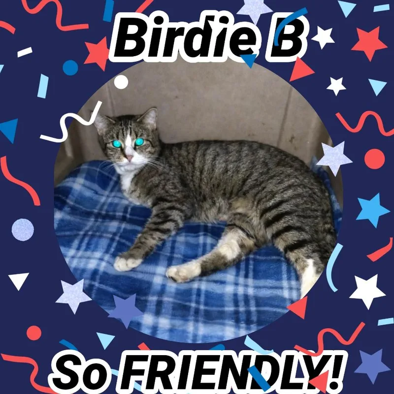 A young large-sized female Domestic Short Hair cat named Birdie B for adoption in LIberty, NY