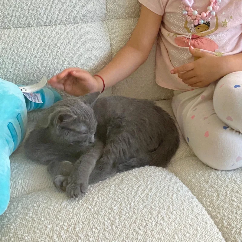 A baby medium-sized male Gray / Blue / Silver American Shorthair cat named Basil And Parsley for adoption in New York, NY