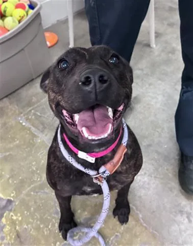 A young medium-sized female Pit Bull Terrier dog named Dubai for adoption in Dayton, OH