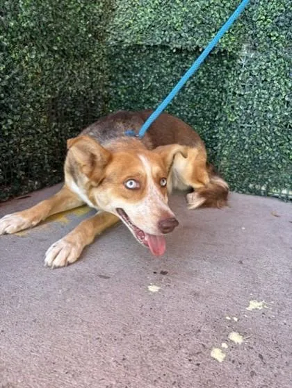 An adult large-sized female Brown / Chocolate Shepherd dog named Primrose for adoption in El Paso, TX