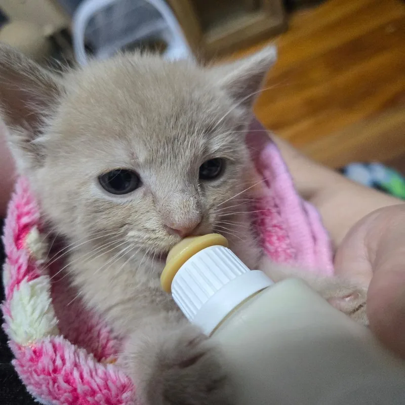 A baby small-sized male Buff / Tan / Fawn Domestic Short Hair cat named Butter McGuire for adoption in Eagle Mountain, UT