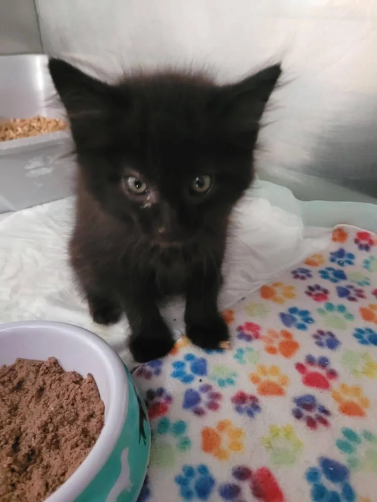 A baby small-sized male Domestic Long Hair cat named Nash for adoption in Linton, IN