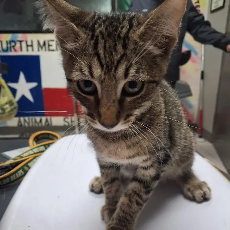 A baby small-sized male Brown / Chocolate Domestic Short Hair cat named Chirp for adoption in Lufkin, TX