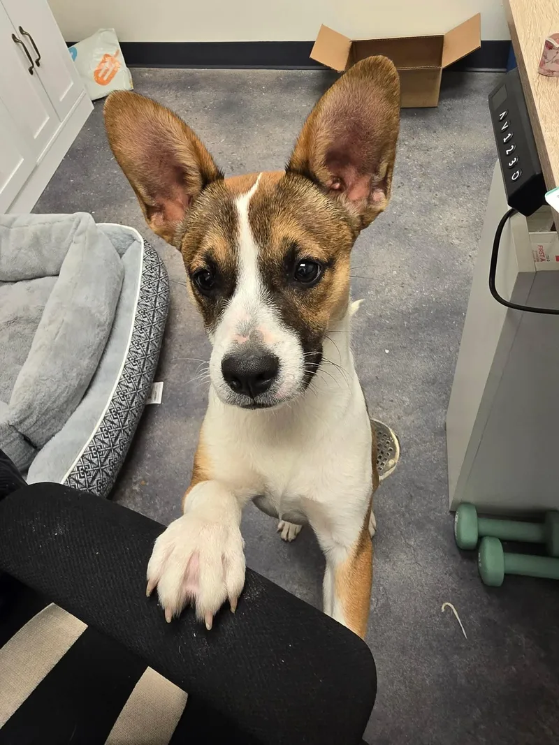 A young small-sized female Apricot / Beige Corgi dog named Luna for adoption in Tylertown, MS