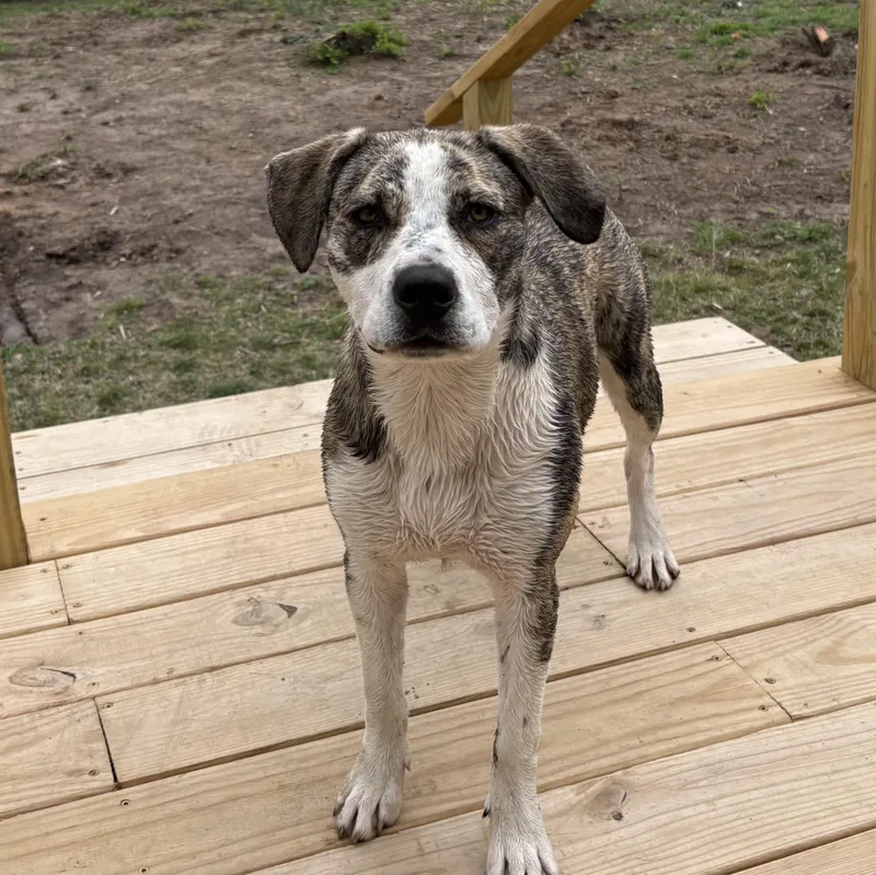 An adult large-sized female Catahoula Leopard Dog dog named Ellie for adoption in Colcord, OK