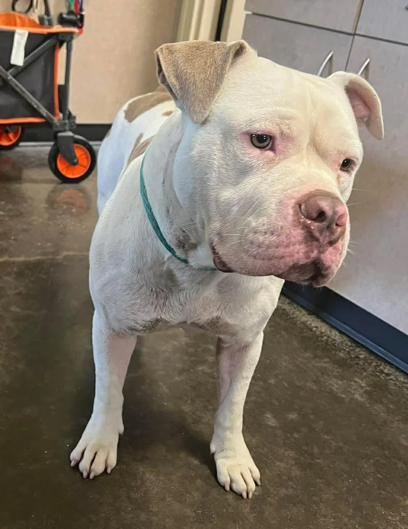 An adult large-sized male American Bulldog dog named Found Stray: Blanco for adoption in Rockwall, TX