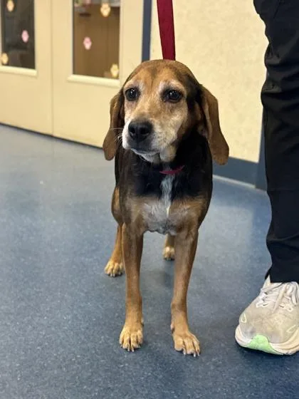 An adult medium-sized female Beagle dog named Piggly for adoption in King William, VA