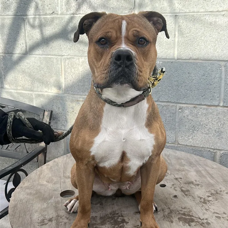 An adult medium-sized female Yellow / Tan / Blond / Fawn Pit Bull Terrier dog named Tasha for adoption in Weimar, CA