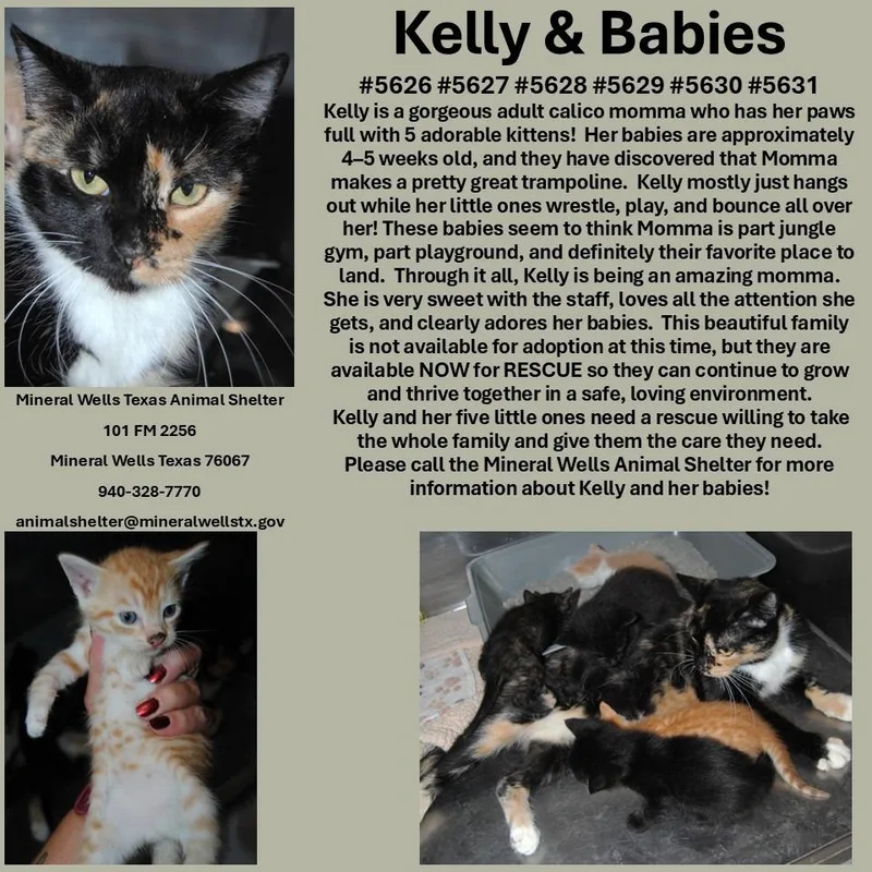 A young small-sized female Domestic Short Hair cat named Kelly for adoption in Mineral Wells, TX