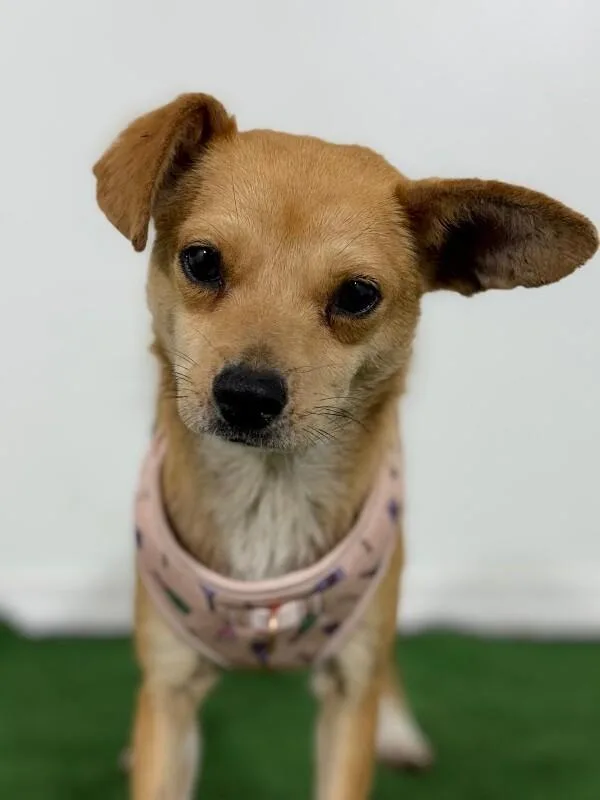 A young small-sized female Yellow / Tan / Blond / Fawn Chihuahua dog named Ely for adoption in Carlsbad, CA
