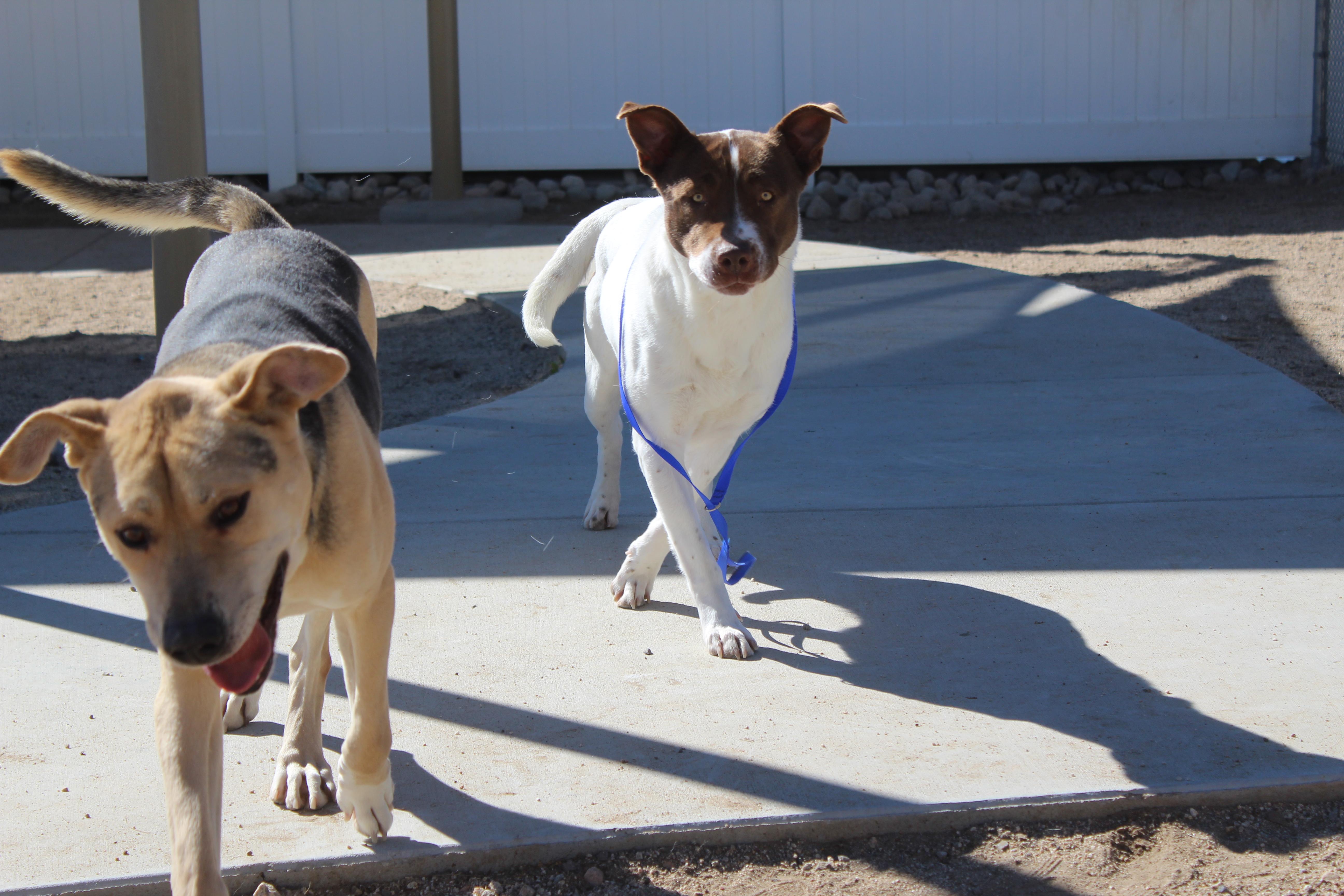 An adult large-sized female Brown / Chocolate Pit Bull Terrier dog named Amy for adoption in Yucca Valley, CA