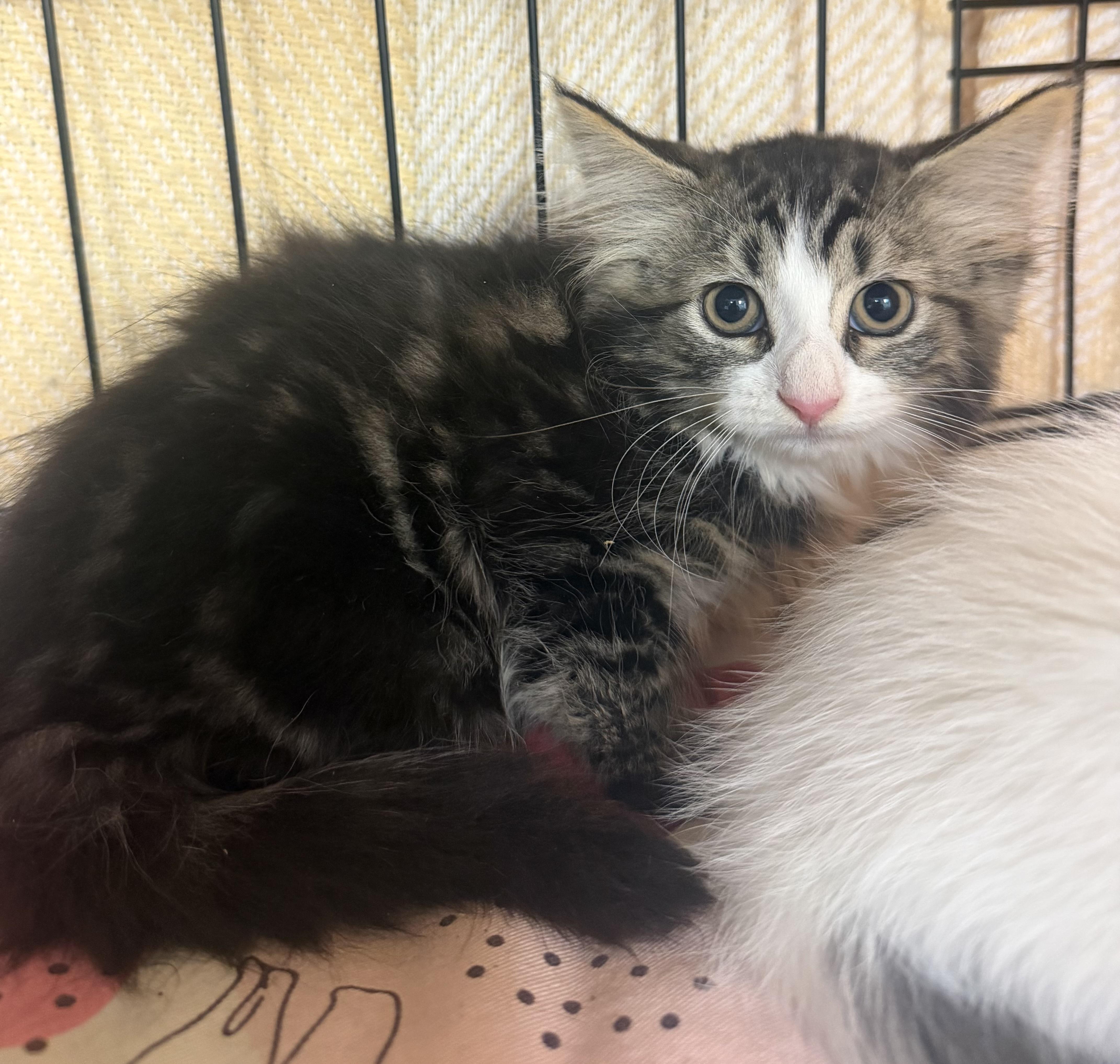 A baby medium-sized female Tabby (Brown / Chocolate) Domestic Long Hair cat named Poppy for adoption in Hudson, NY
