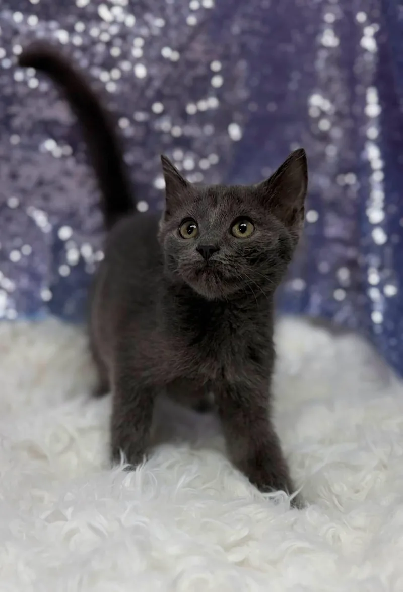 A young medium-sized male Gray / Blue / Silver Domestic Short Hair cat named Pope for adoption in Clarkesville, GA