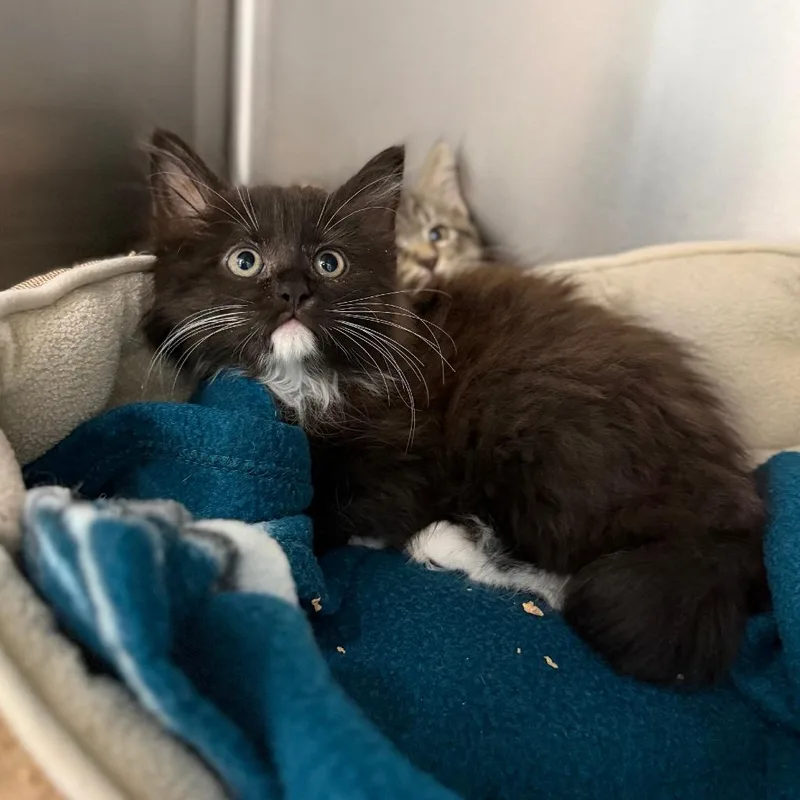 A baby small-sized female Black Domestic Medium Hair cat named Jocasta for adoption in Marshall, VA