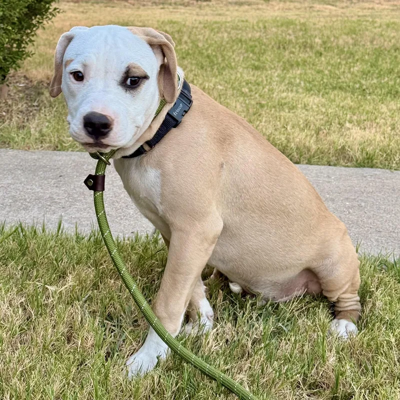 A baby medium-sized male Pit Bull Terrier dog named Jasper for adoption in Krum, TX