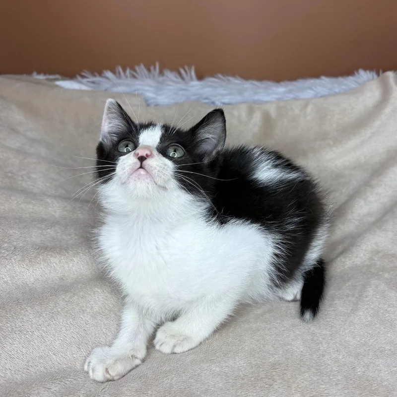 A baby small-sized female Black & White / Tuxedo Domestic Short Hair cat named Fried Chicken for adoption in San Antonio, TX