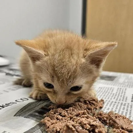 A baby small-sized male Domestic Short Hair cat named Cub for adoption in Jacksonville, FL