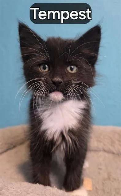 A baby small-sized female Domestic Short Hair cat named Tempest for adoption in Pueblo, CO