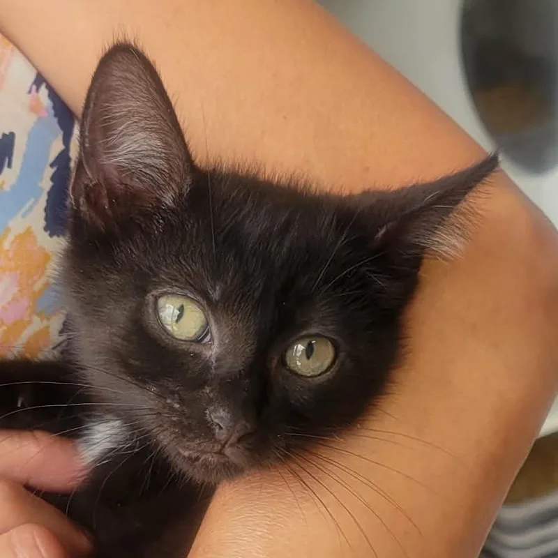 A baby small-sized female Black Domestic Short Hair cat named Pria for adoption in HERNANDO, MS