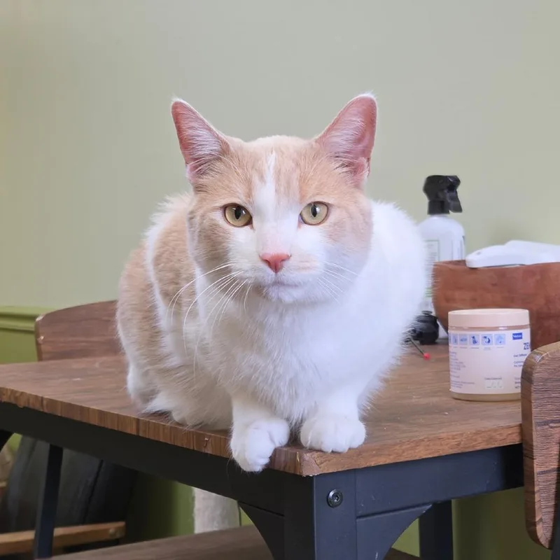 An adult large-sized male Buff / Tan / Fawn Domestic Short Hair cat named Ansel for adoption in Normal, IL