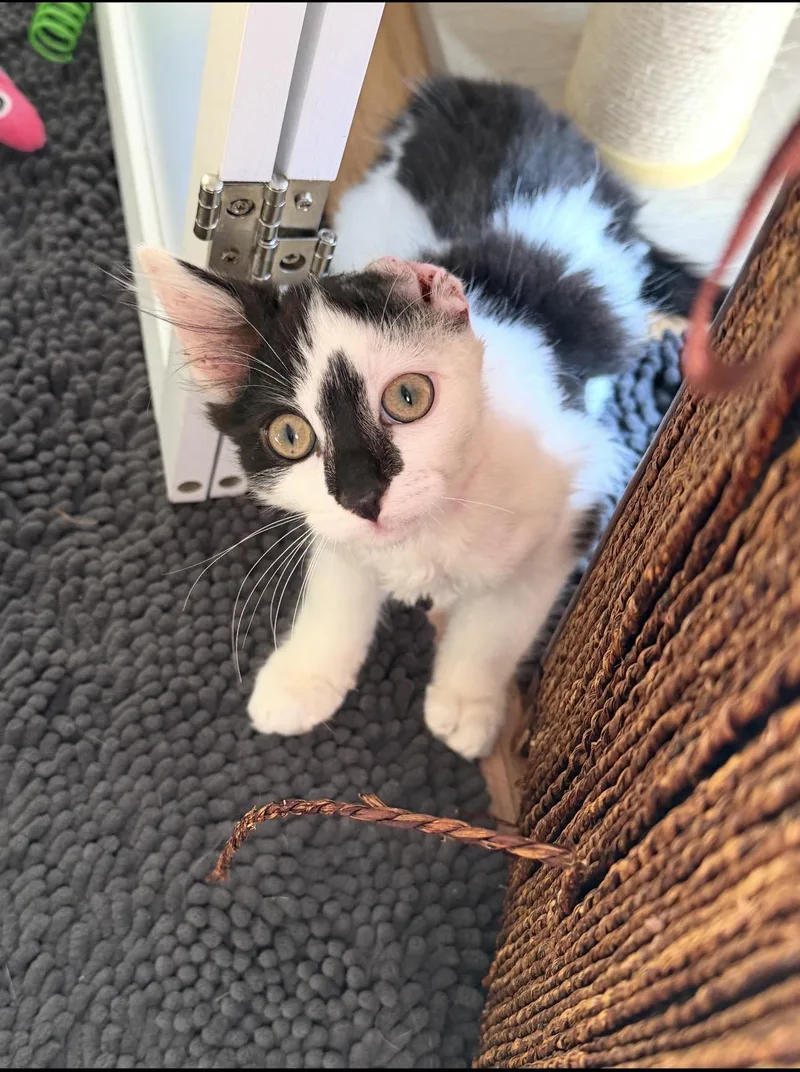 A baby small-sized male Black & White / Tuxedo Domestic Short Hair cat named Van Gogh for adoption in Rochester Hills, MI