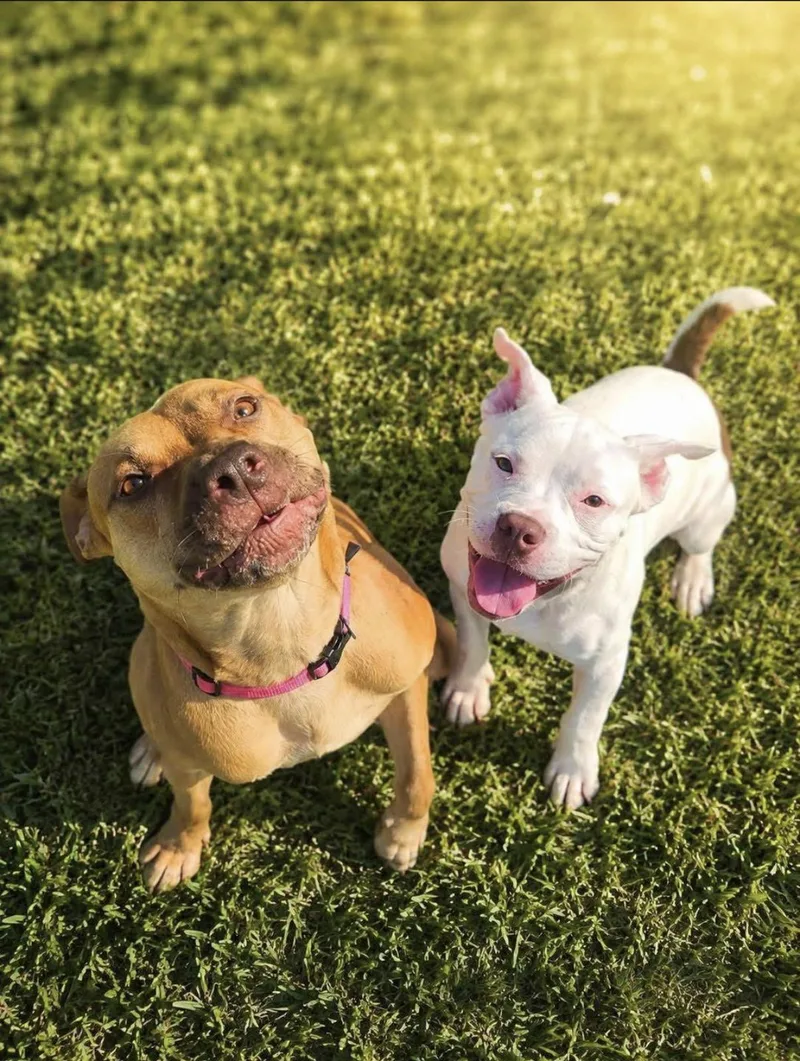 A young medium-sized female Pit Bull Terrier dog named Koda & Kenji for adoption in Randleman, NC