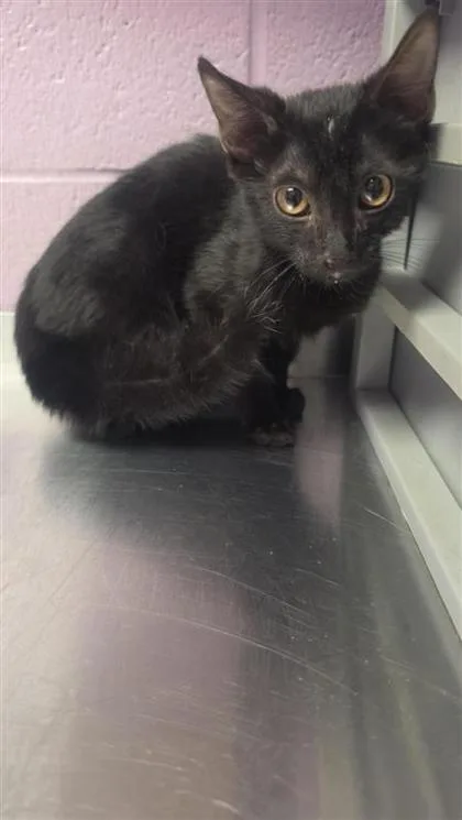 A baby small-sized male Black Domestic Medium Hair cat named 61355426 for adoption in El Paso, TX