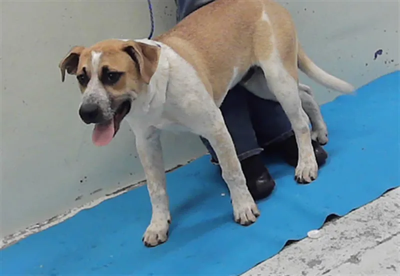 A young small-sized male German Shepherd Dog dog named Pops for adoption in Houston, TX