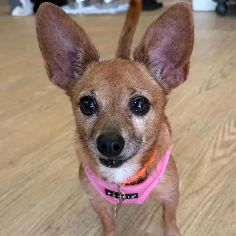 A senior small-sized female Red / Chestnut / Orange Chihuahua dog named Extra Credit for adoption in San Francisco, CA
