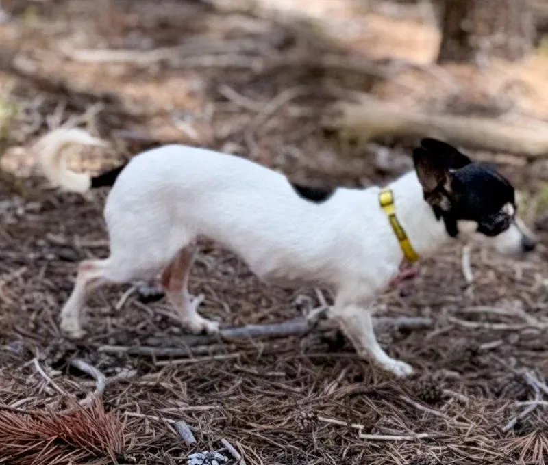 A senior small-sized female Toy Fox Terrier dog named Brie for adoption in Evergreen, CO