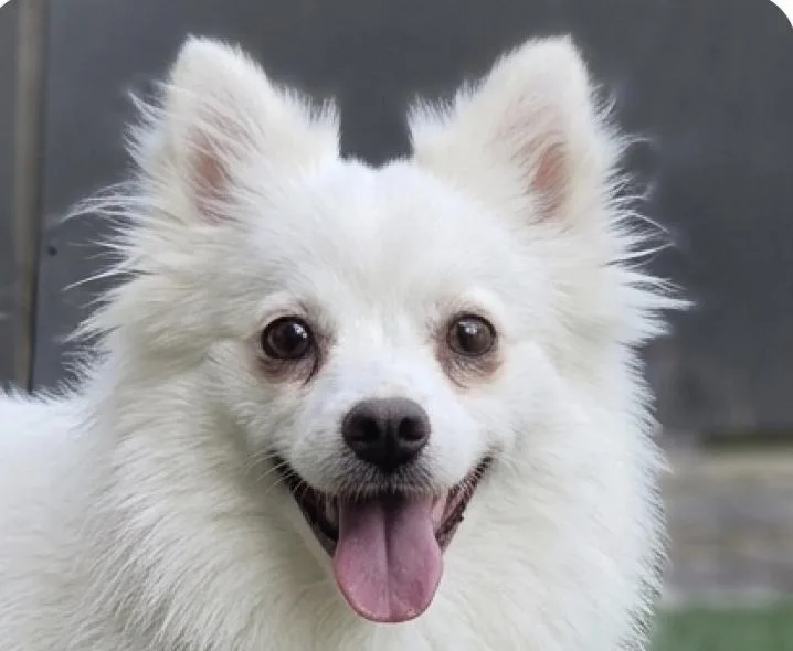 An adult small-sized female Spitz dog named Phoebe for adoption in San Ramon, CA