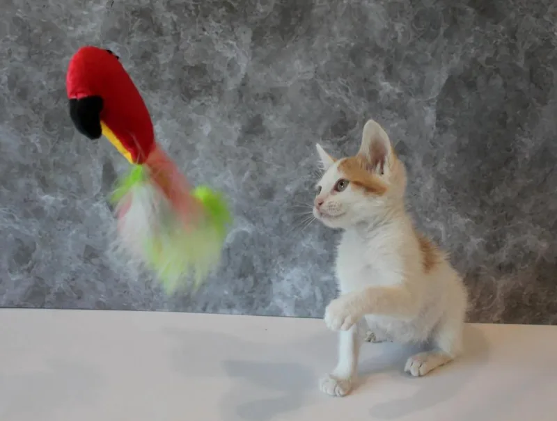 A baby medium-sized male Domestic Short Hair cat named Chaos for adoption in Vacaville, CA
