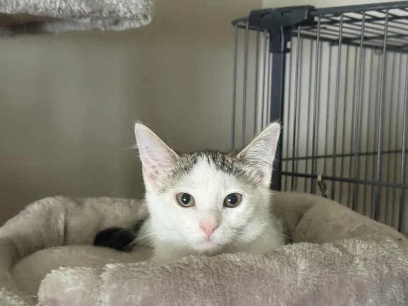 A baby medium-sized female Domestic Short Hair cat named Lexy for adoption in Fenton, MO