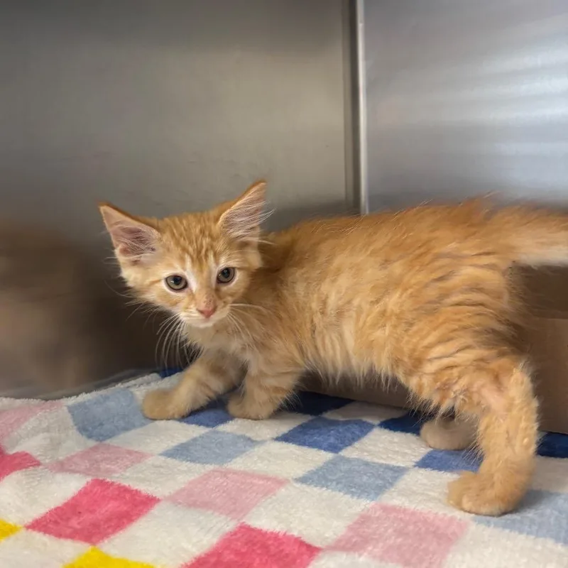 A baby small-sized male Orange / Red Domestic Long Hair cat named Easel for adoption in Newark, NJ