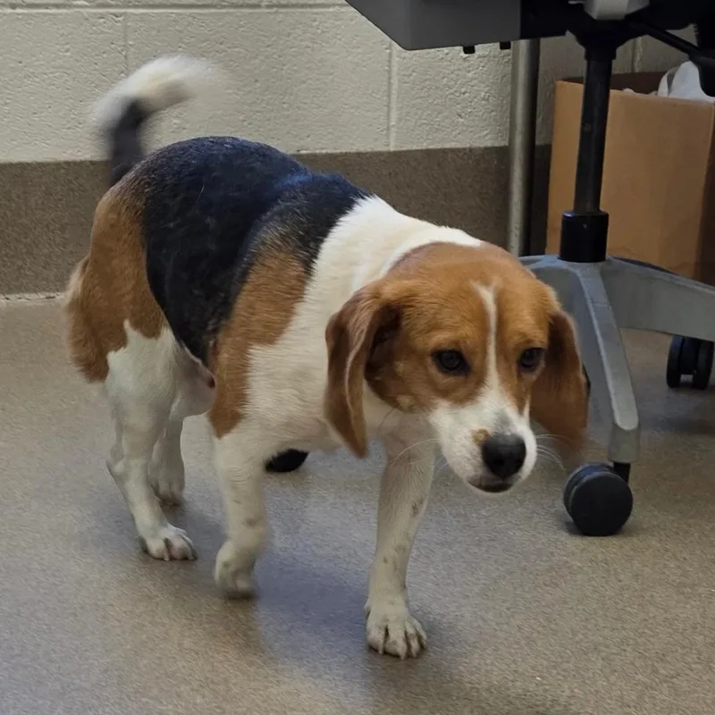An adult medium-sized female Brown / Chocolate Beagle dog named Jelly Bean for adoption in Aldie, VA