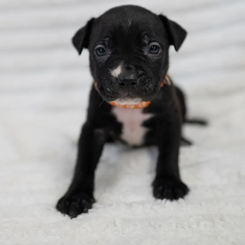 A baby small-sized male Black Labrador Retriever dog named Silas for adoption in Fulton, MO