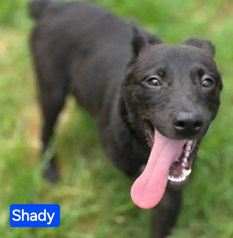 A young large-sized male Black German Shepherd Dog dog named Shady for adoption in Greeneville, TN