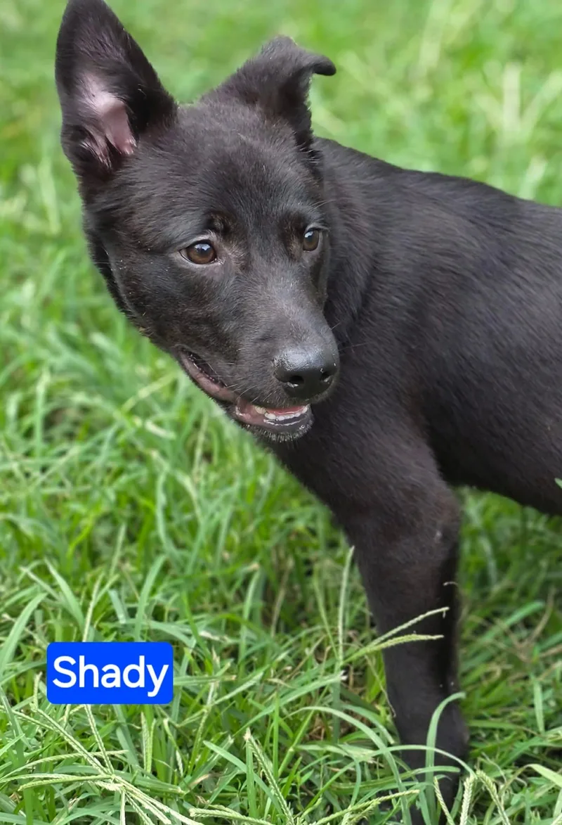Shady thumbnail 2