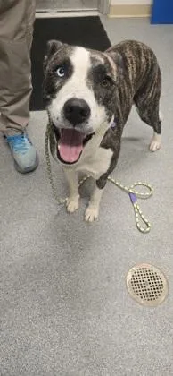 An adult large-sized female Husky dog named Hershey for adoption in Daphne, AL