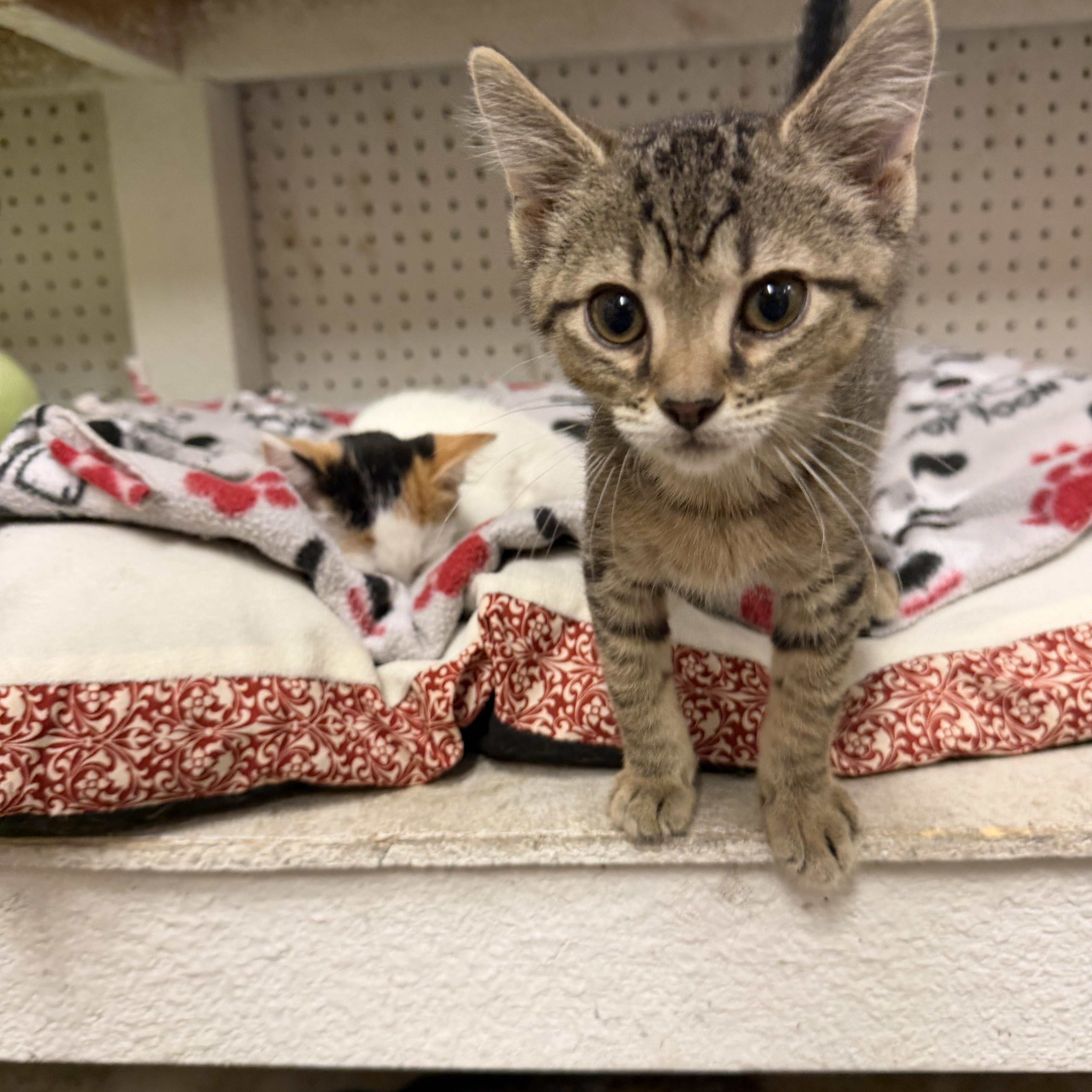 A baby small-sized male Tabby (Brown / Chocolate) Domestic Short Hair cat named Little T for adoption in Mauston, WI
