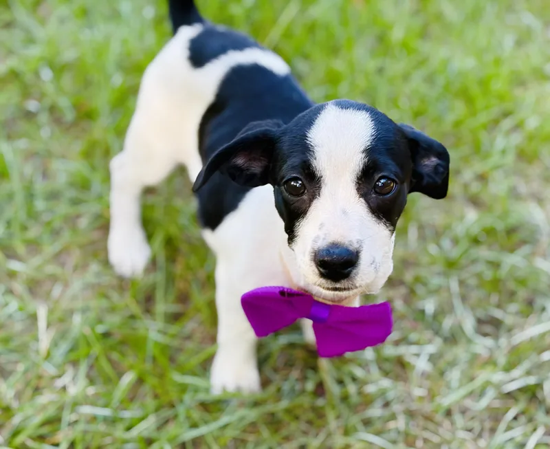 A baby medium-sized female Dachshund dog named Enola for adoption in Lucedale, MS