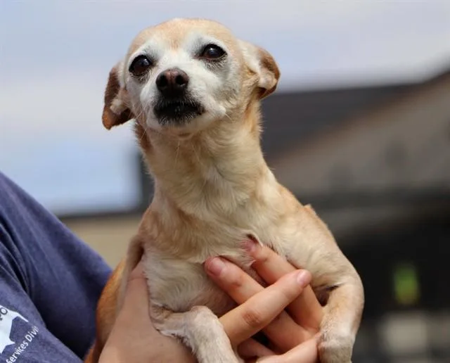 A senior small-sized female Chihuahua dog named Emma for adoption in San Luis Obispo, CA