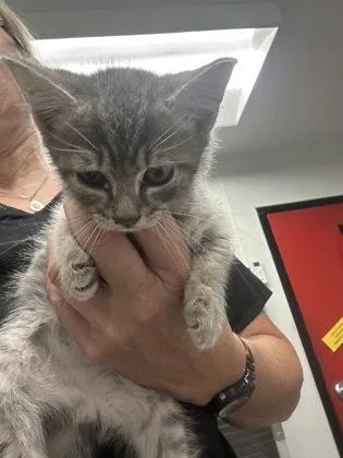 A baby small-sized male Domestic Short Hair cat named Franklin for adoption in West Chester, PA