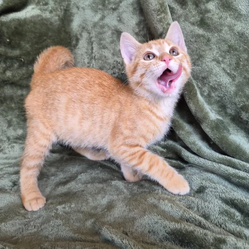 A baby small-sized male Orange / Red Domestic Short Hair cat named Flareon for adoption in Lexington, KY