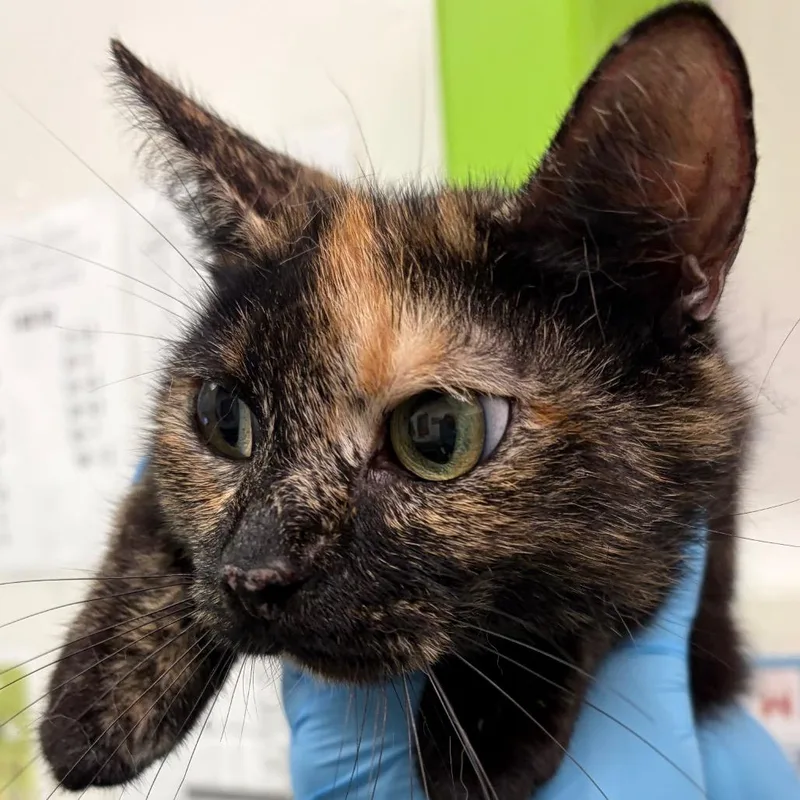An adult medium-sized female Tortoiseshell Domestic Short Hair cat named Shelby for adoption in Charleston, WV