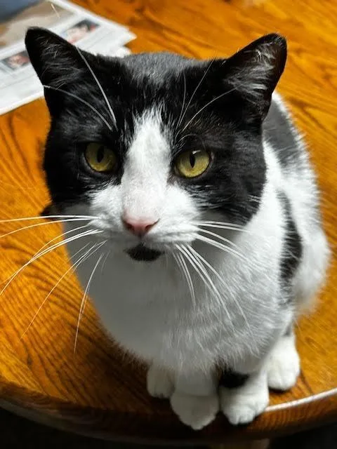 Ducktail thumbnail 2