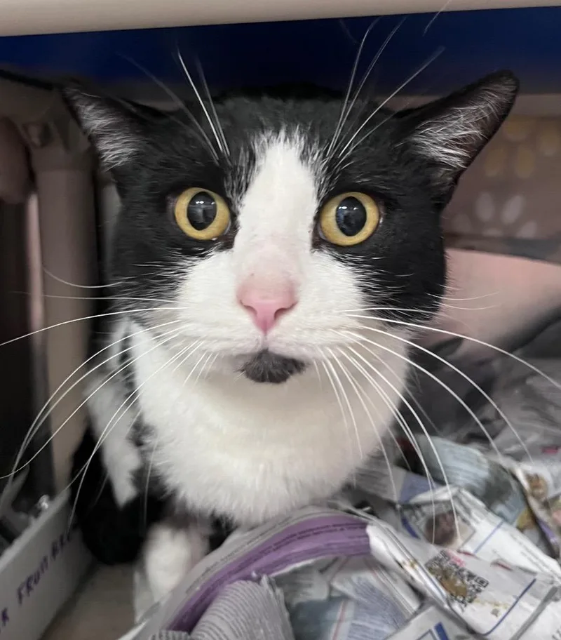 Ducktail thumbnail 3