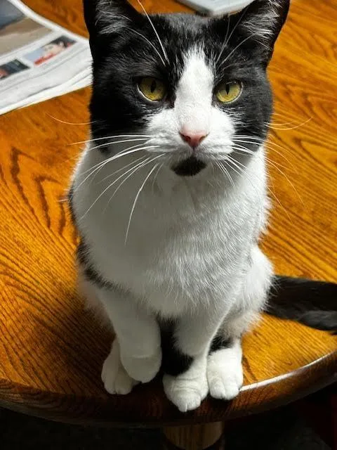 Ducktail thumbnail 4